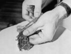 frog being injected with concentrated urine