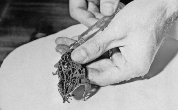 frog being injected with concentrated urine