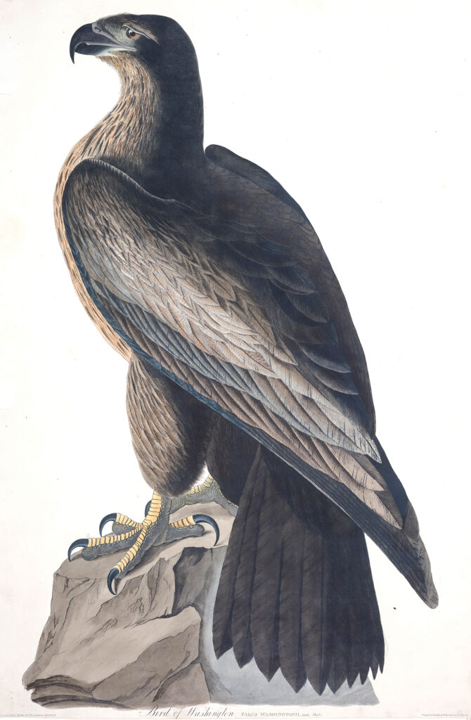 Color engraving of an eagle