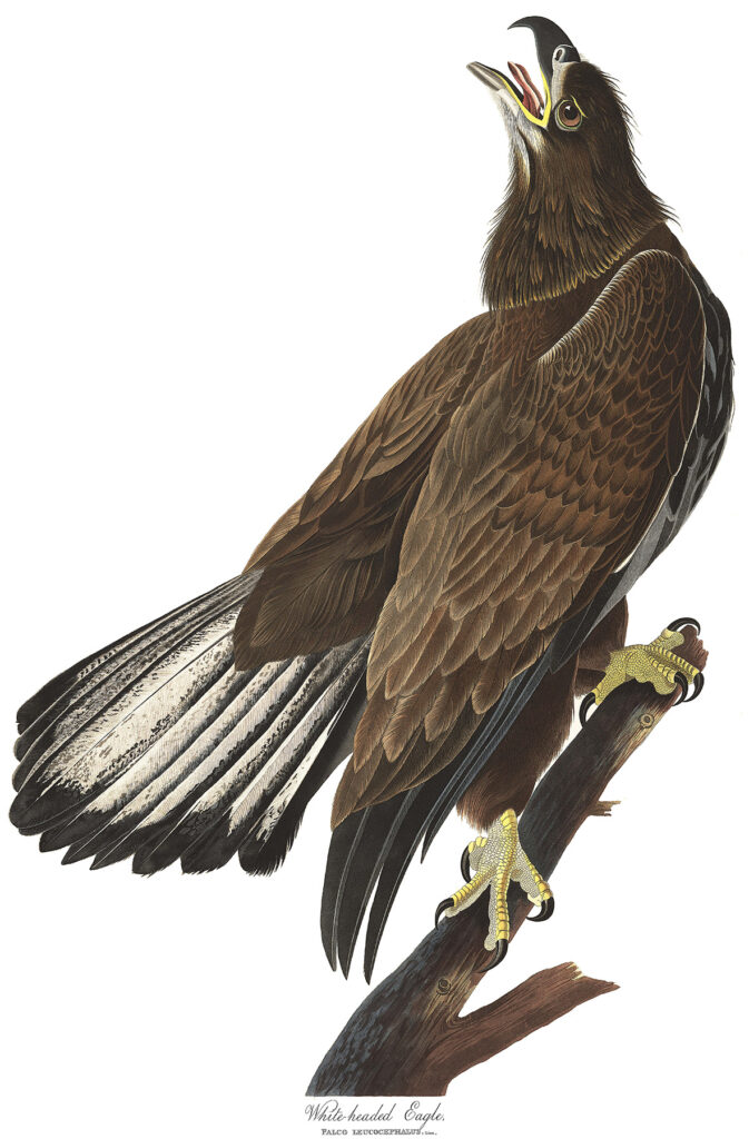 Color engraving of a young eagle