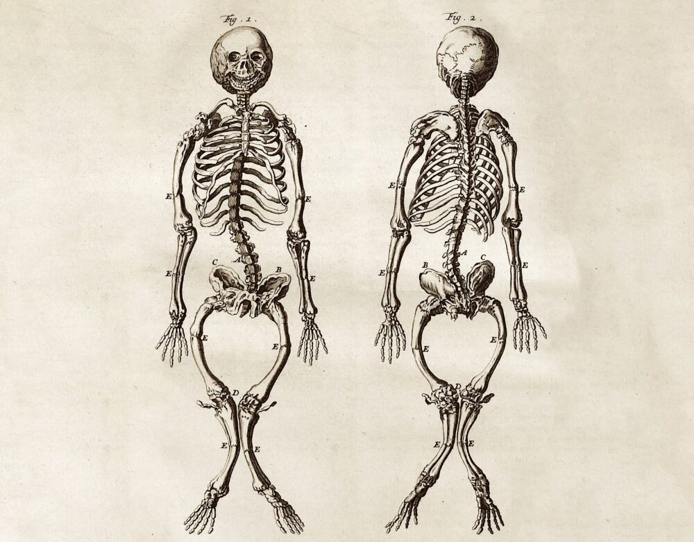 engraving of skeletons