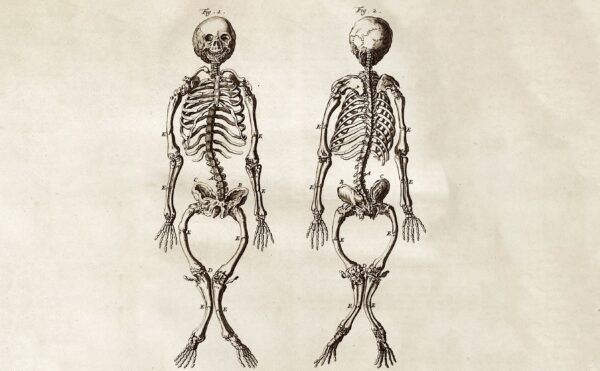 engraving of skeletons