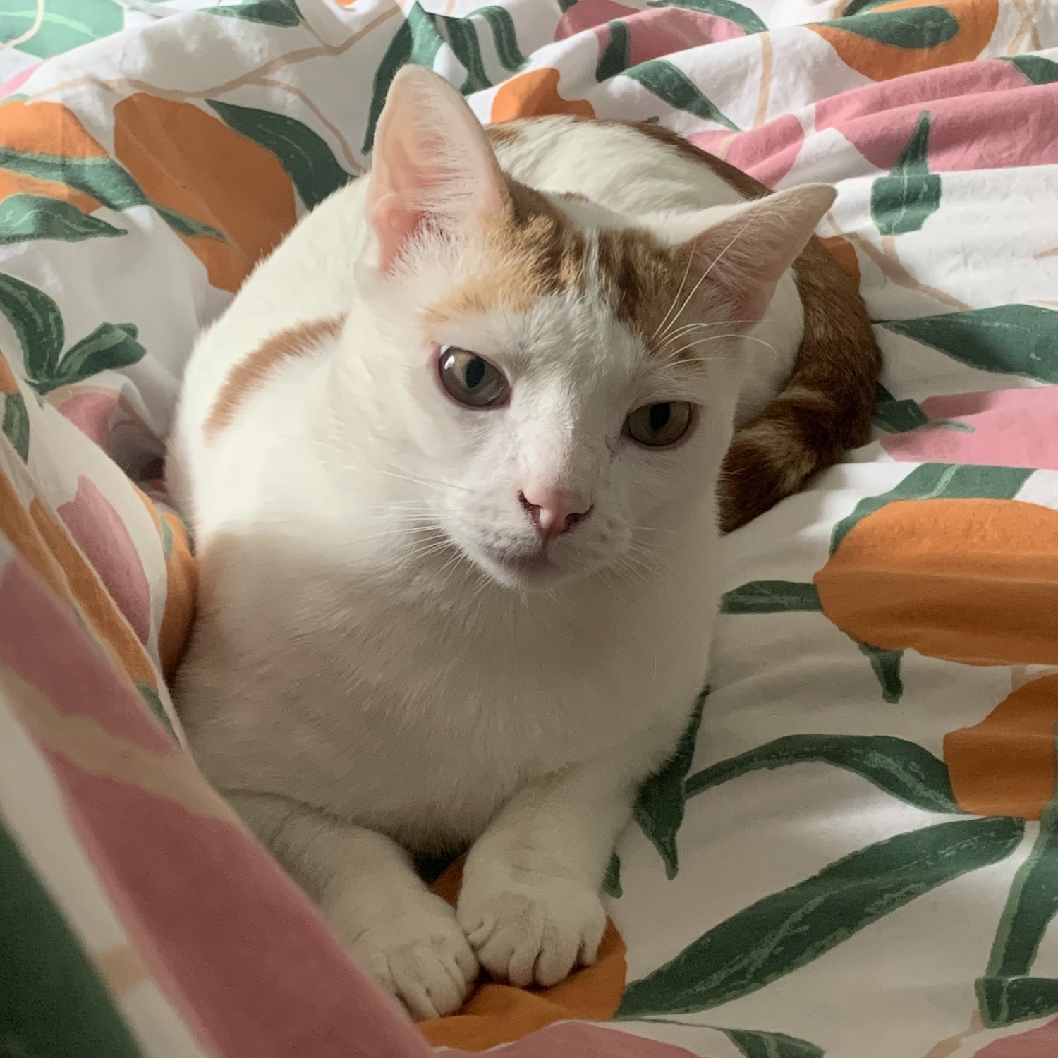 photo of a cat