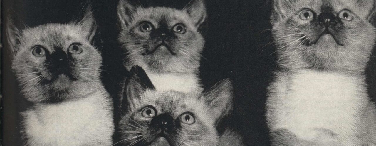 black and white photo of 4 kittens