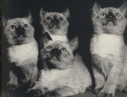 black and white photo of 4 kittens