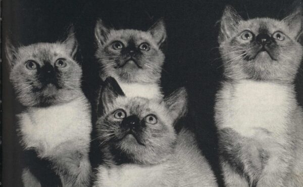black and white photo of 4 kittens