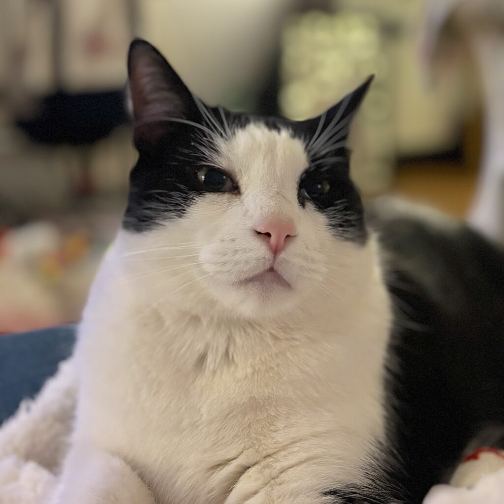 photo of a black and white cat