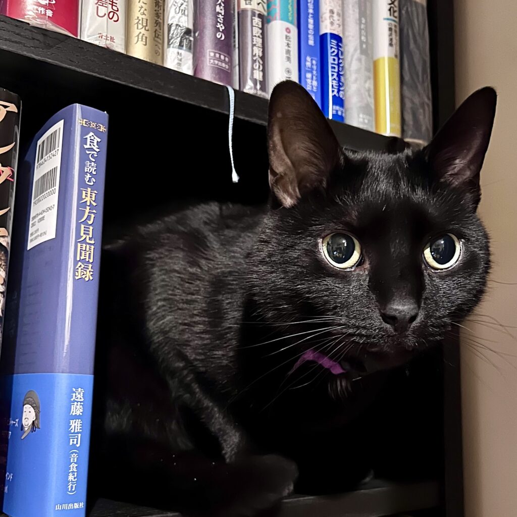 photo of a black cat in a bookshelf