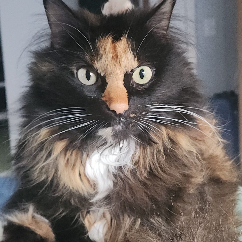 photo of a cat