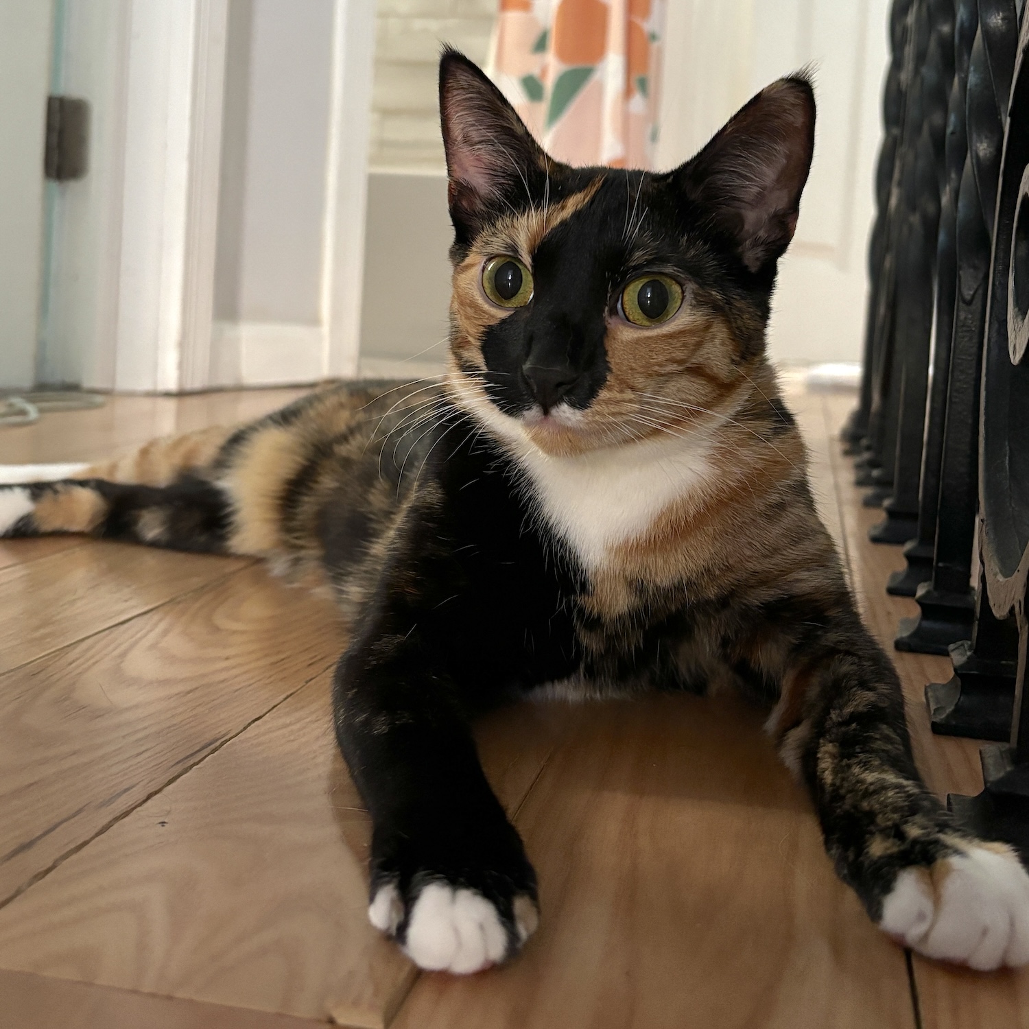 photo of a cat