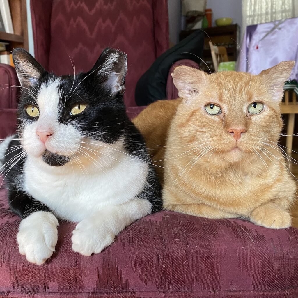 photo of 2 cats