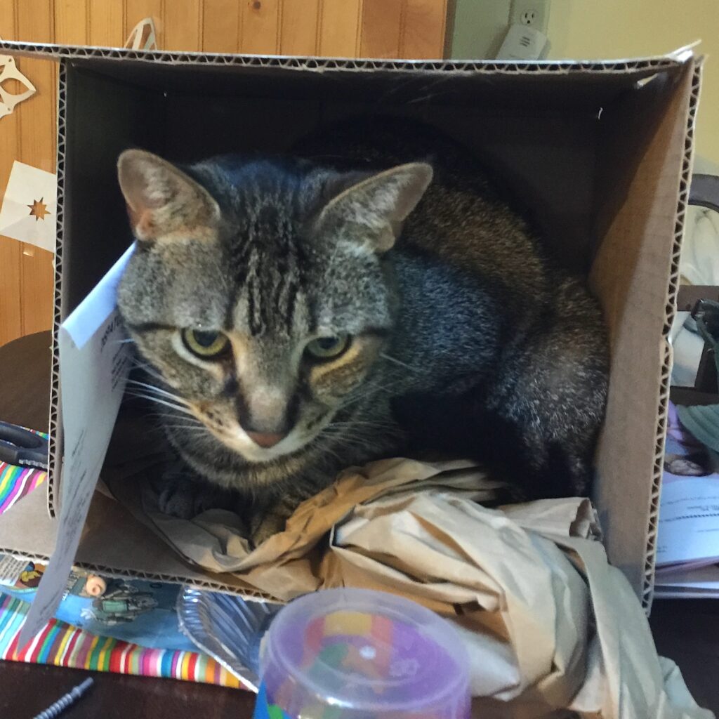 photo of a cat in a cardboard box