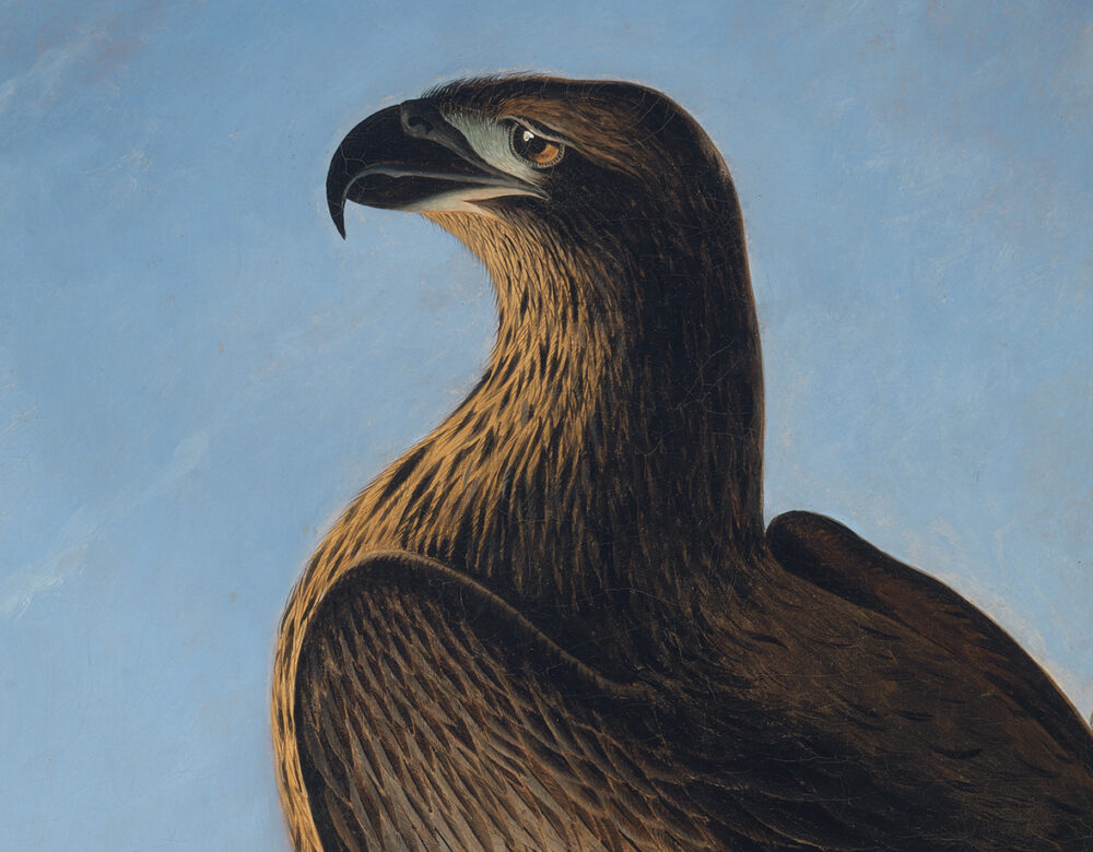 Close up an oil painting showing an eagle’s head