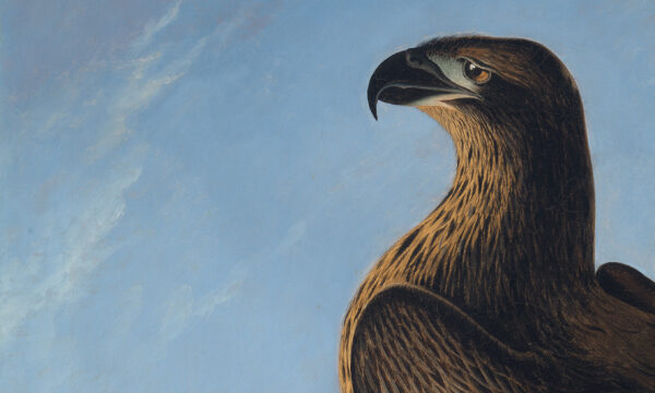 Close up an oil painting showing an eagle’s head