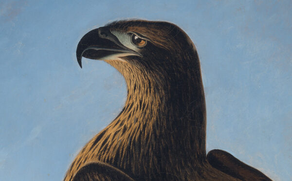 Close up an oil painting showing an eagle’s head