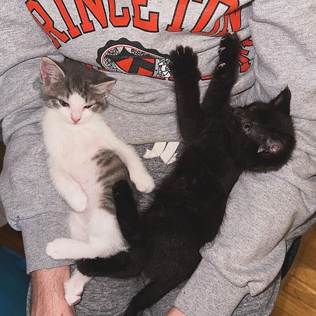 photo of 2 kittens