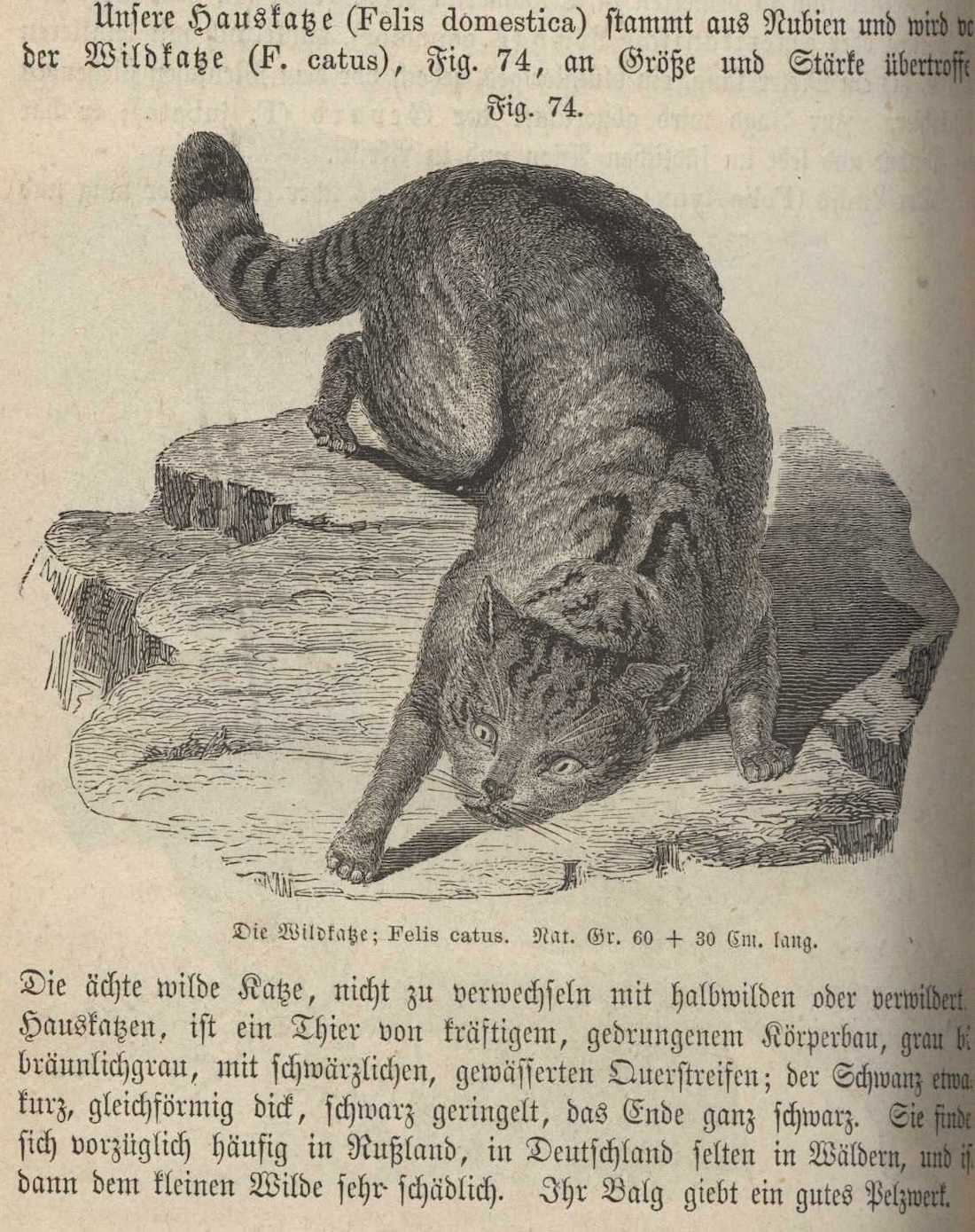 illustration of a cat in an old book