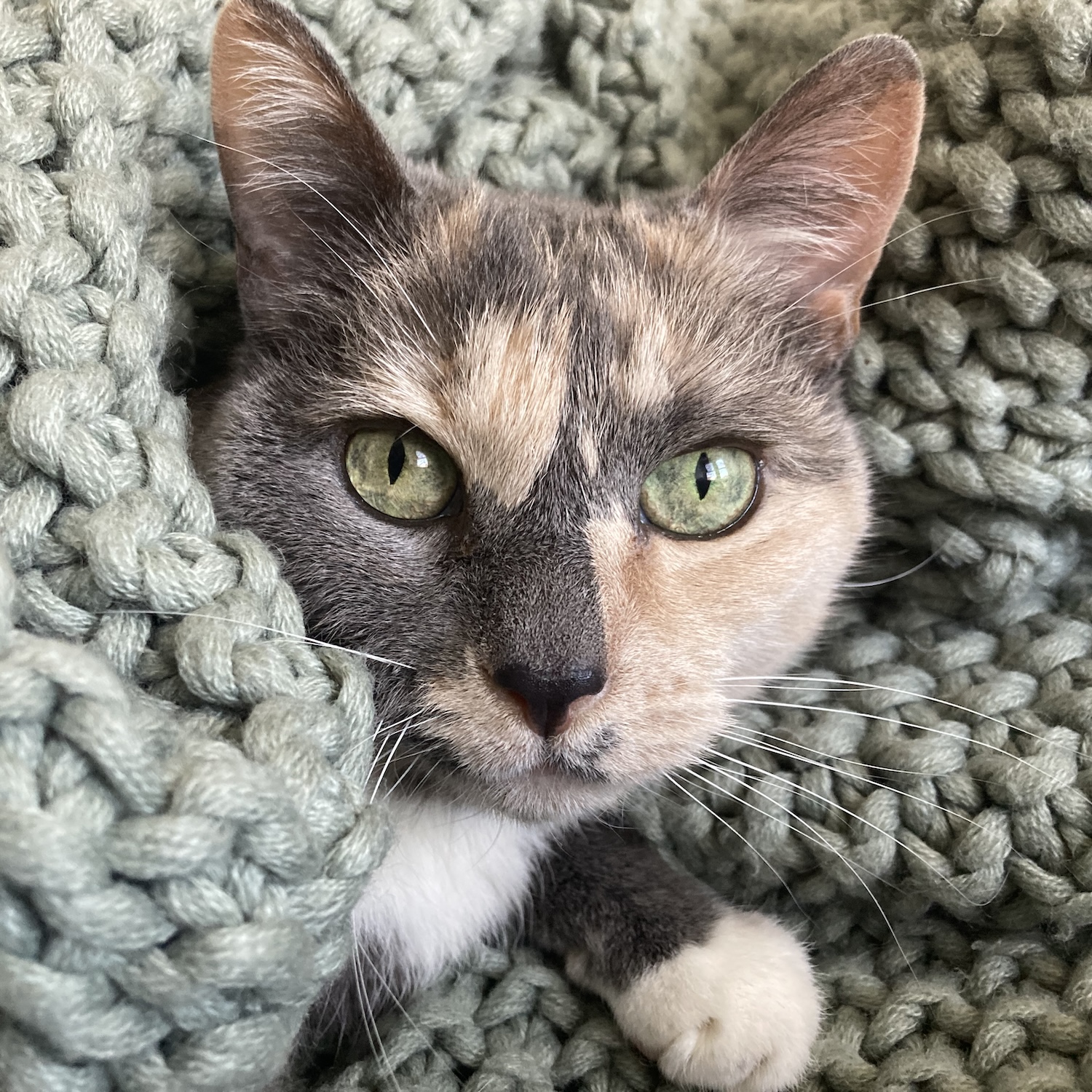 photo of a cat