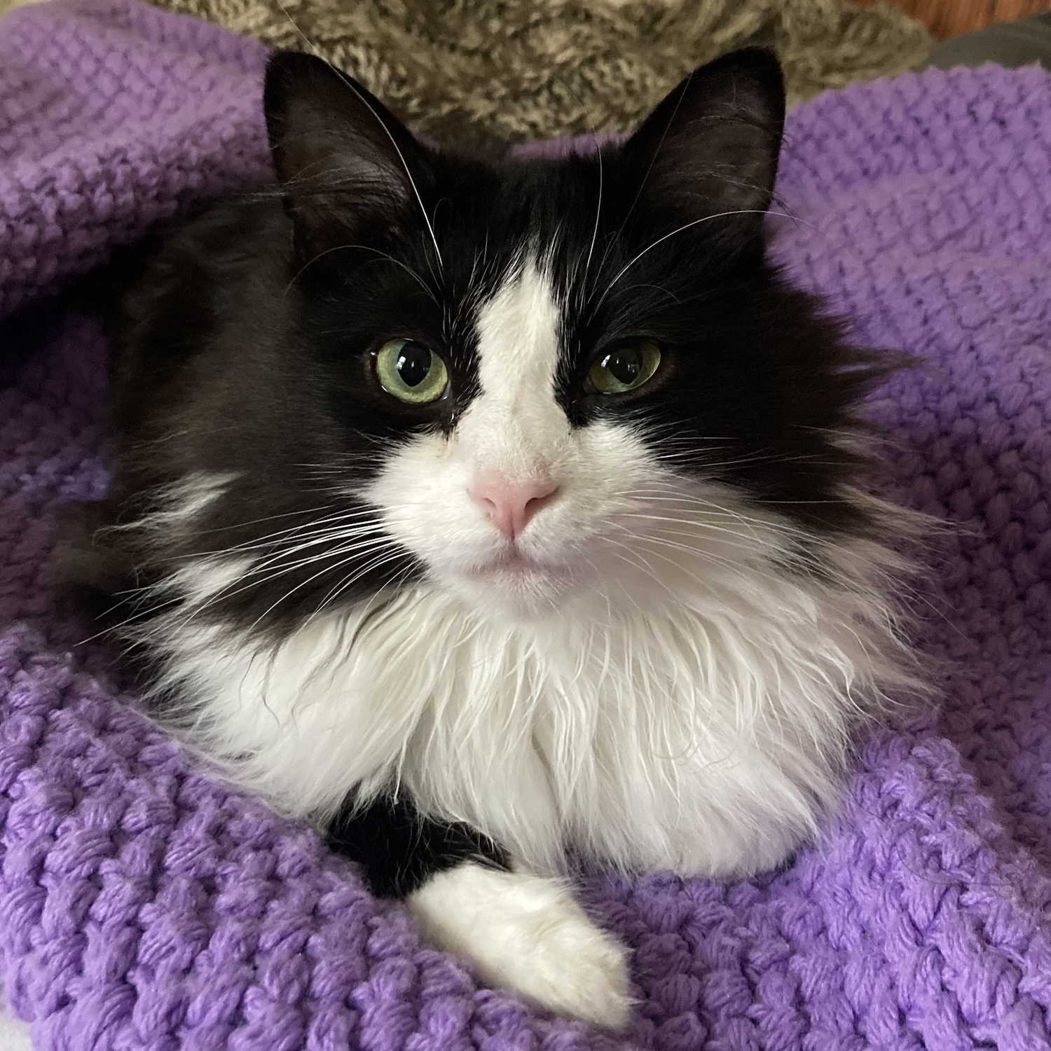 photo of a black and white cat
