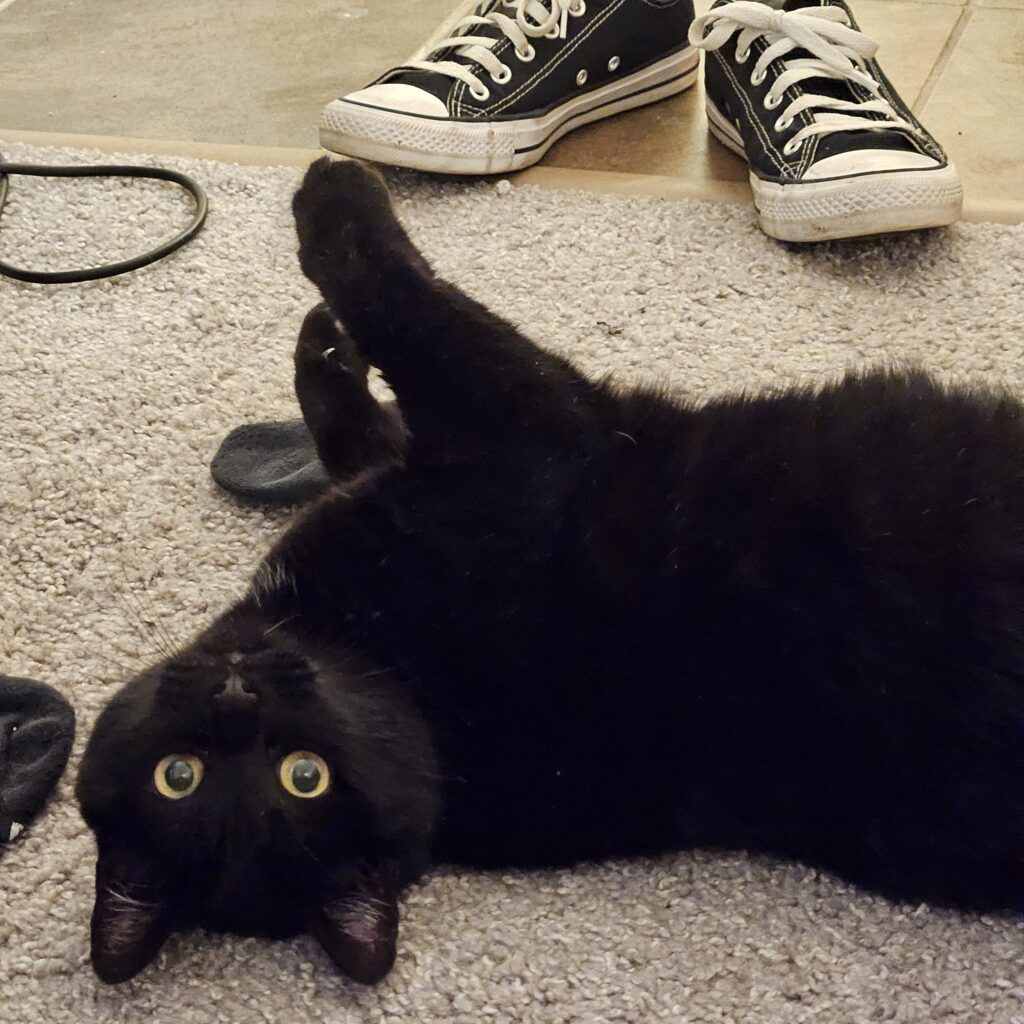photo of a black cat
