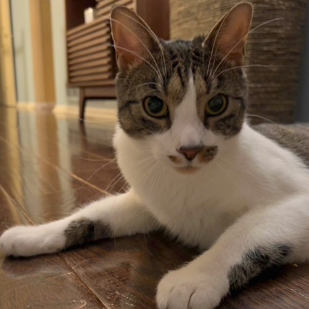 photo of a cat