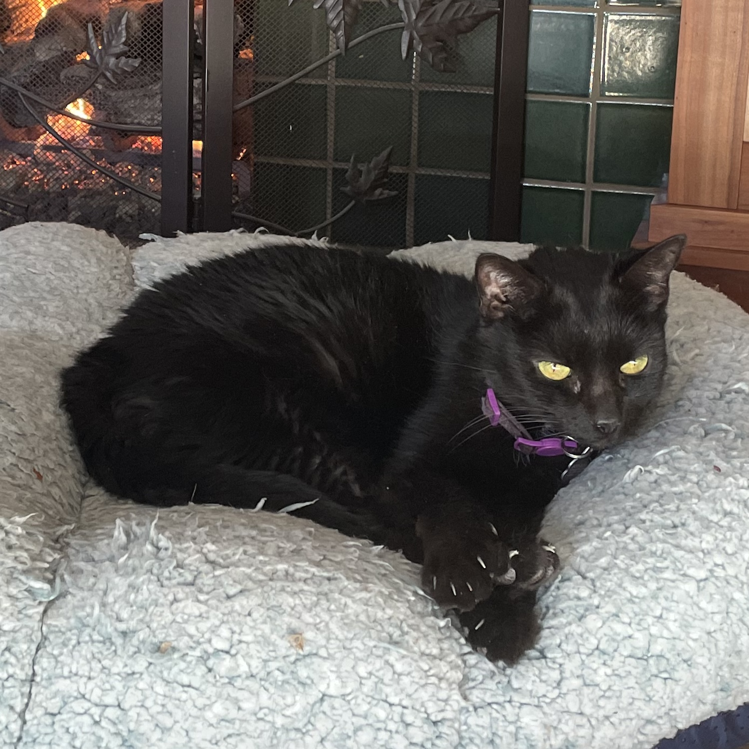 photo of a black cat