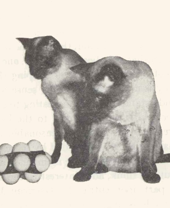 illustration of 2 siamese cats