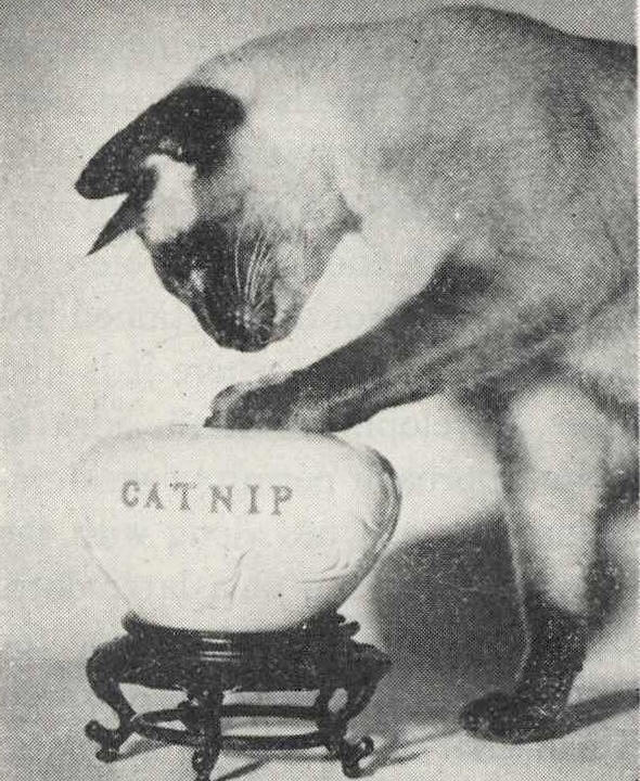 illustration of a siamese cat touching a catnip container