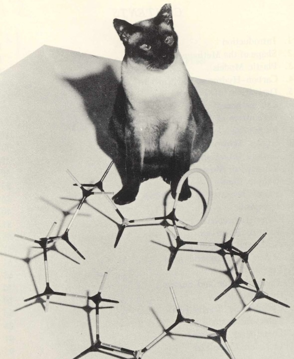 illustration of a siamese cat