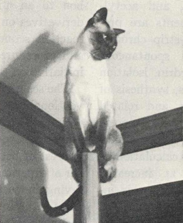 illustration of a siamese cat