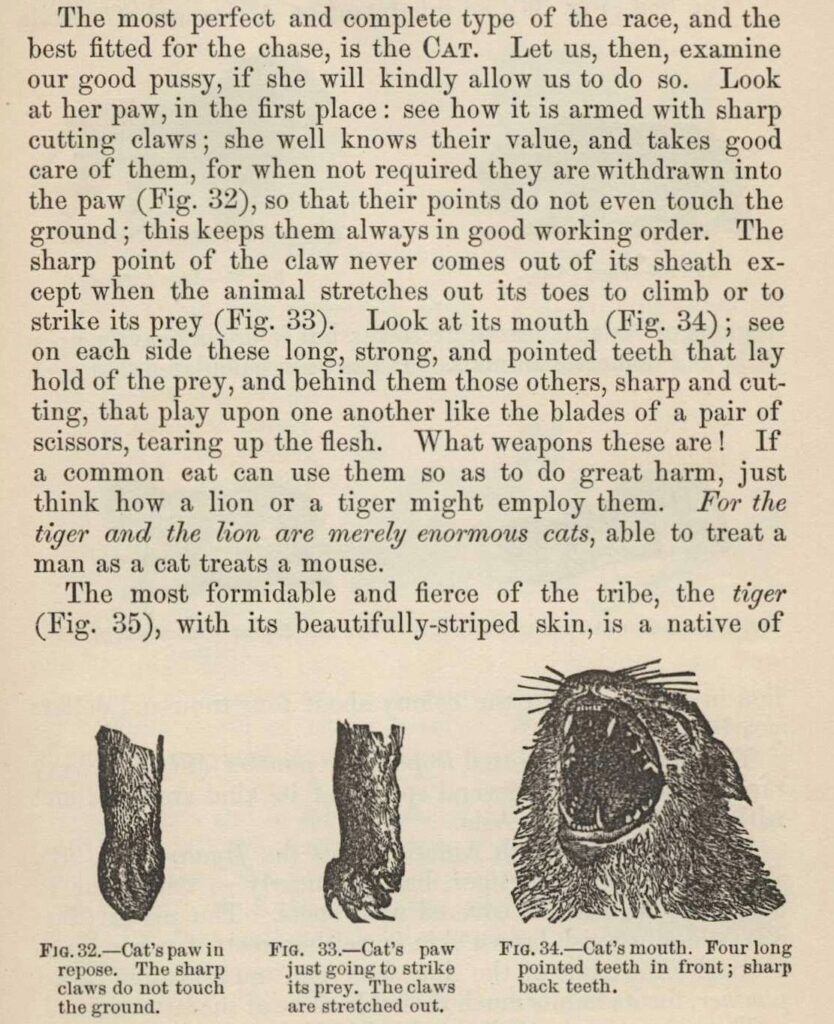 illustration of a cat's paw and mouth in an old book