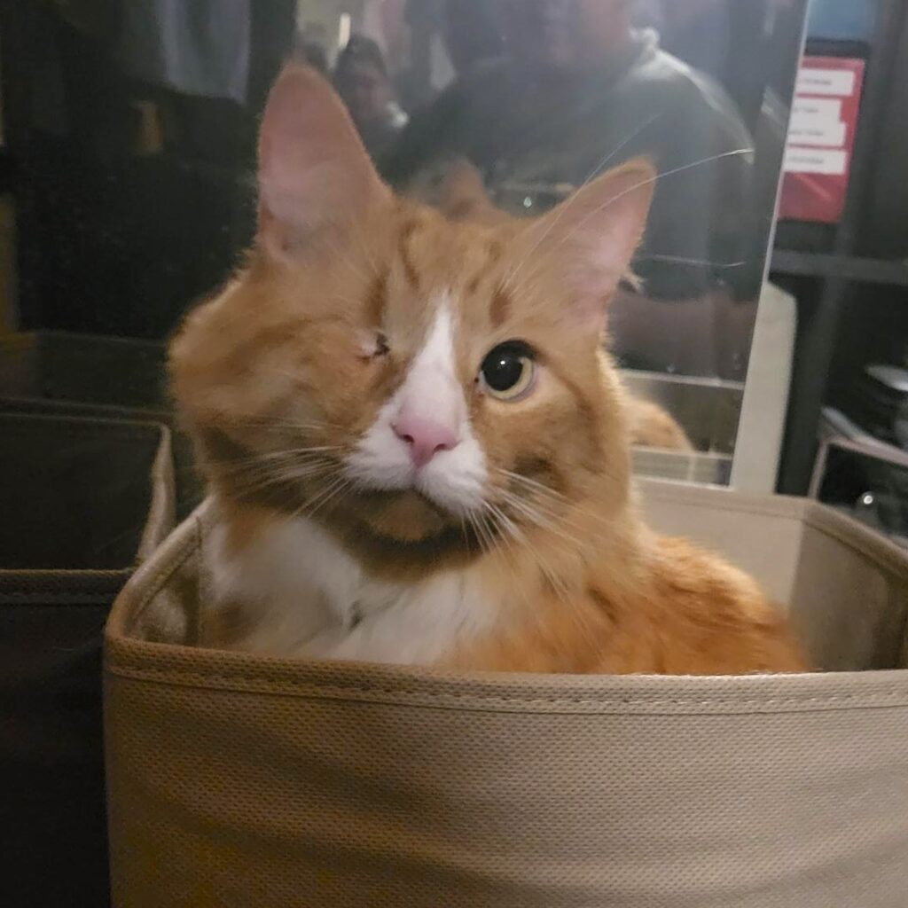 photo of a cat with one eye