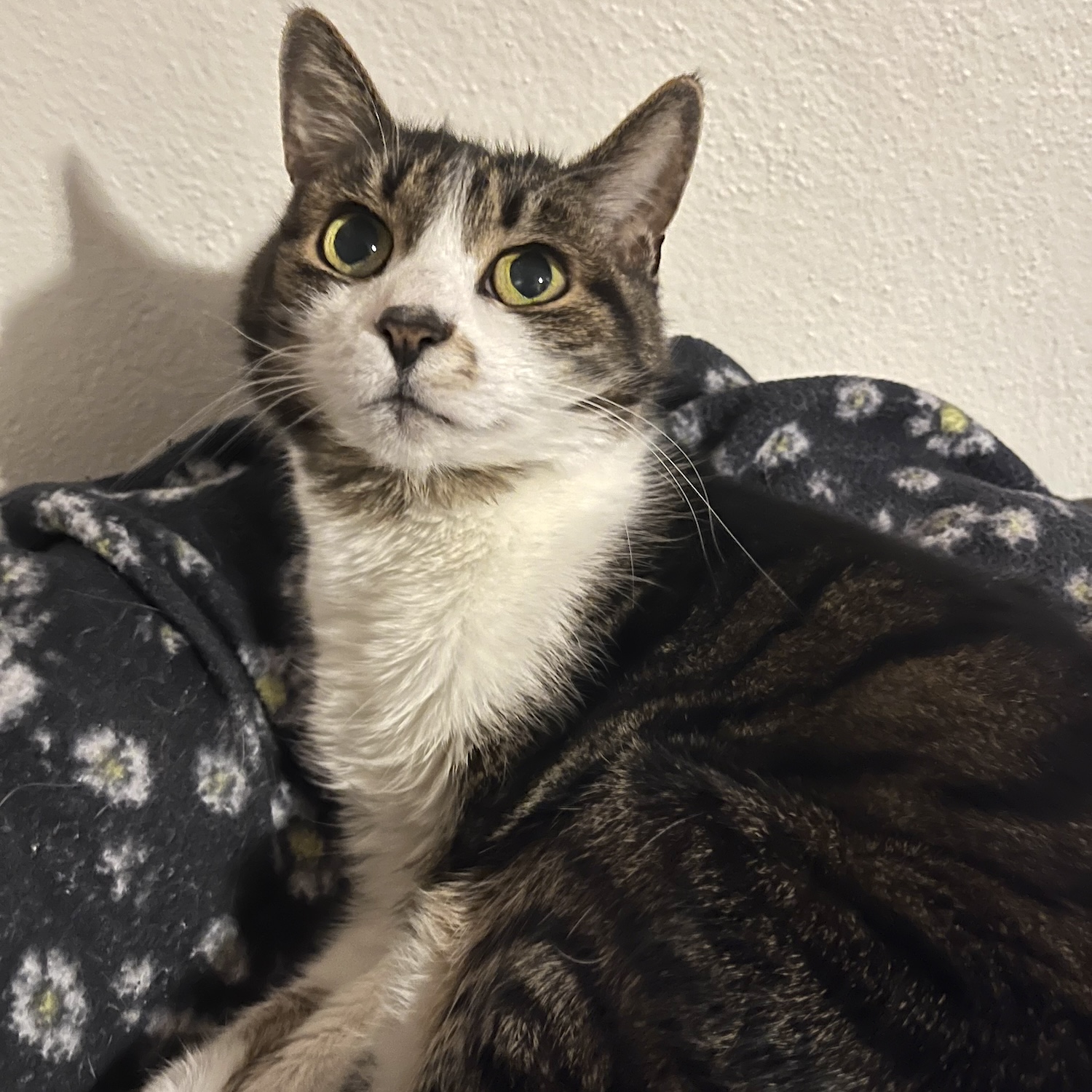 photo of a tabby cat