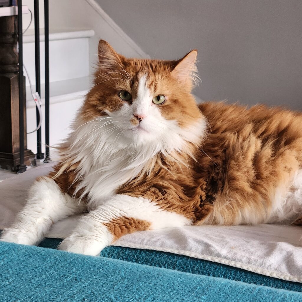 photo of an orange and white cat