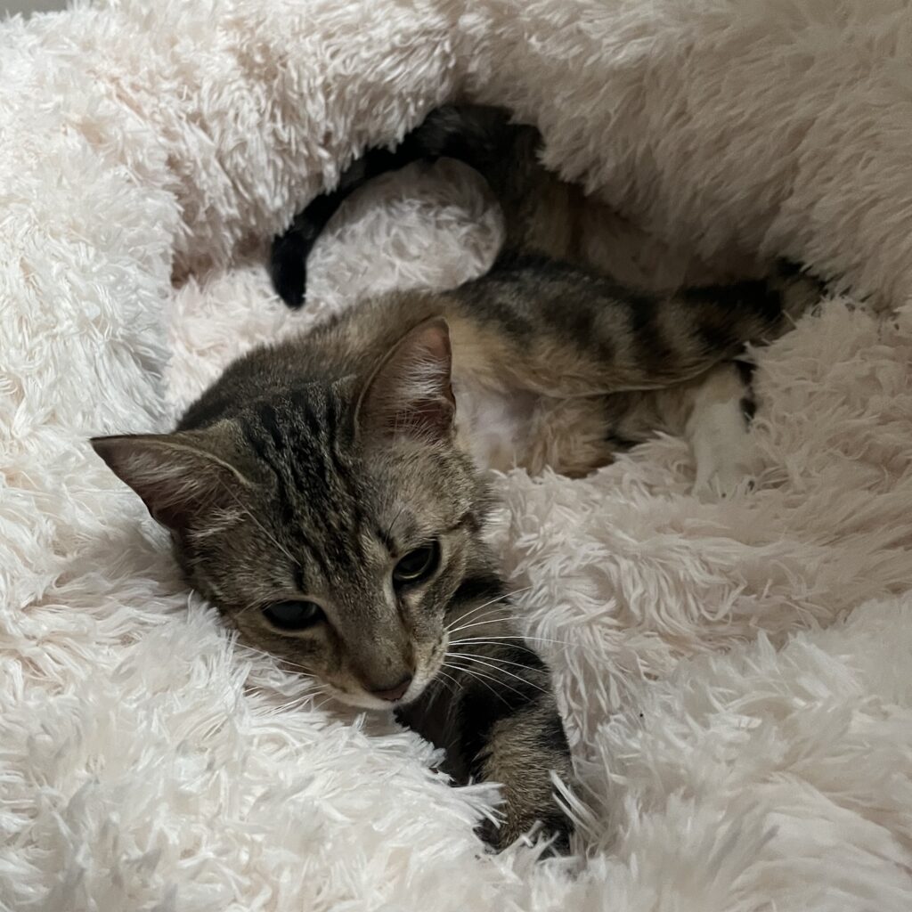 photo of a cat