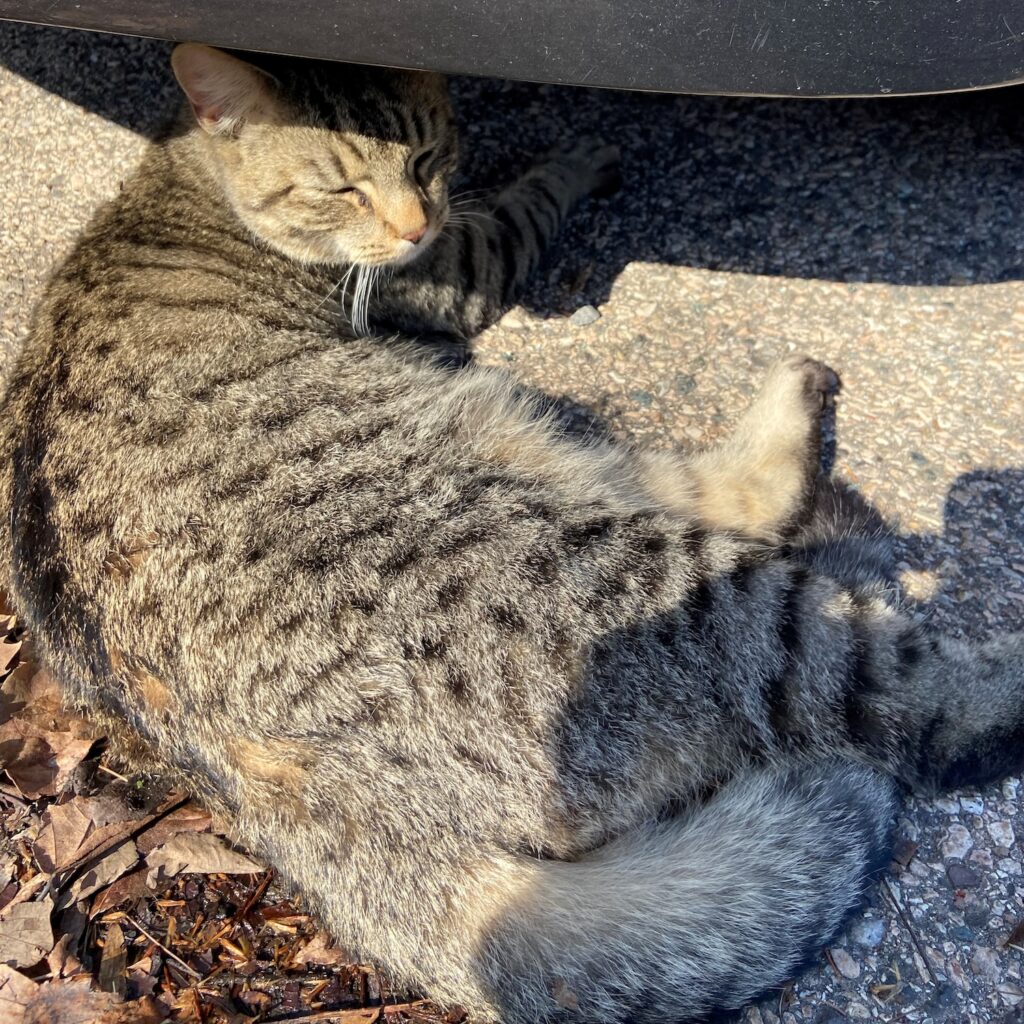 photo of a tabby cat