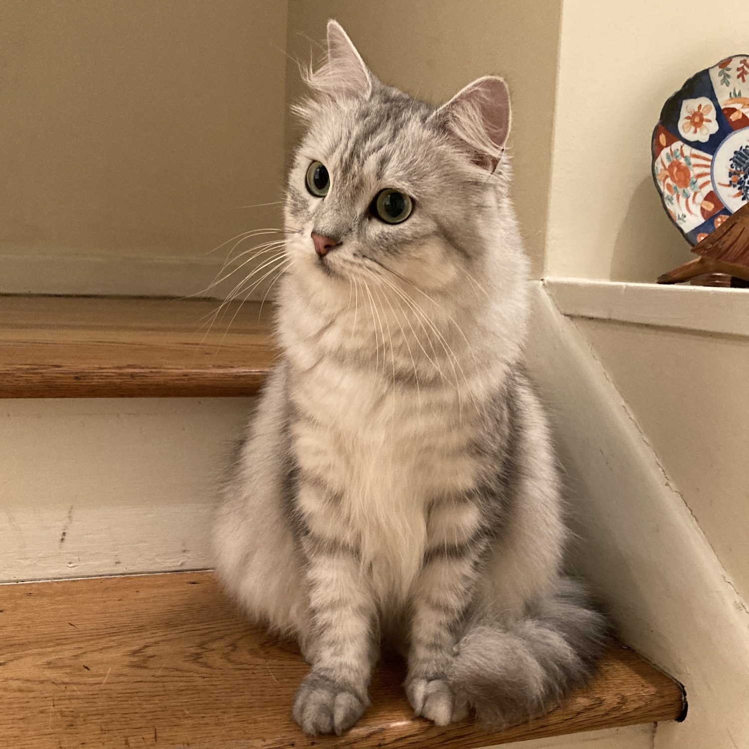 photo of a cat