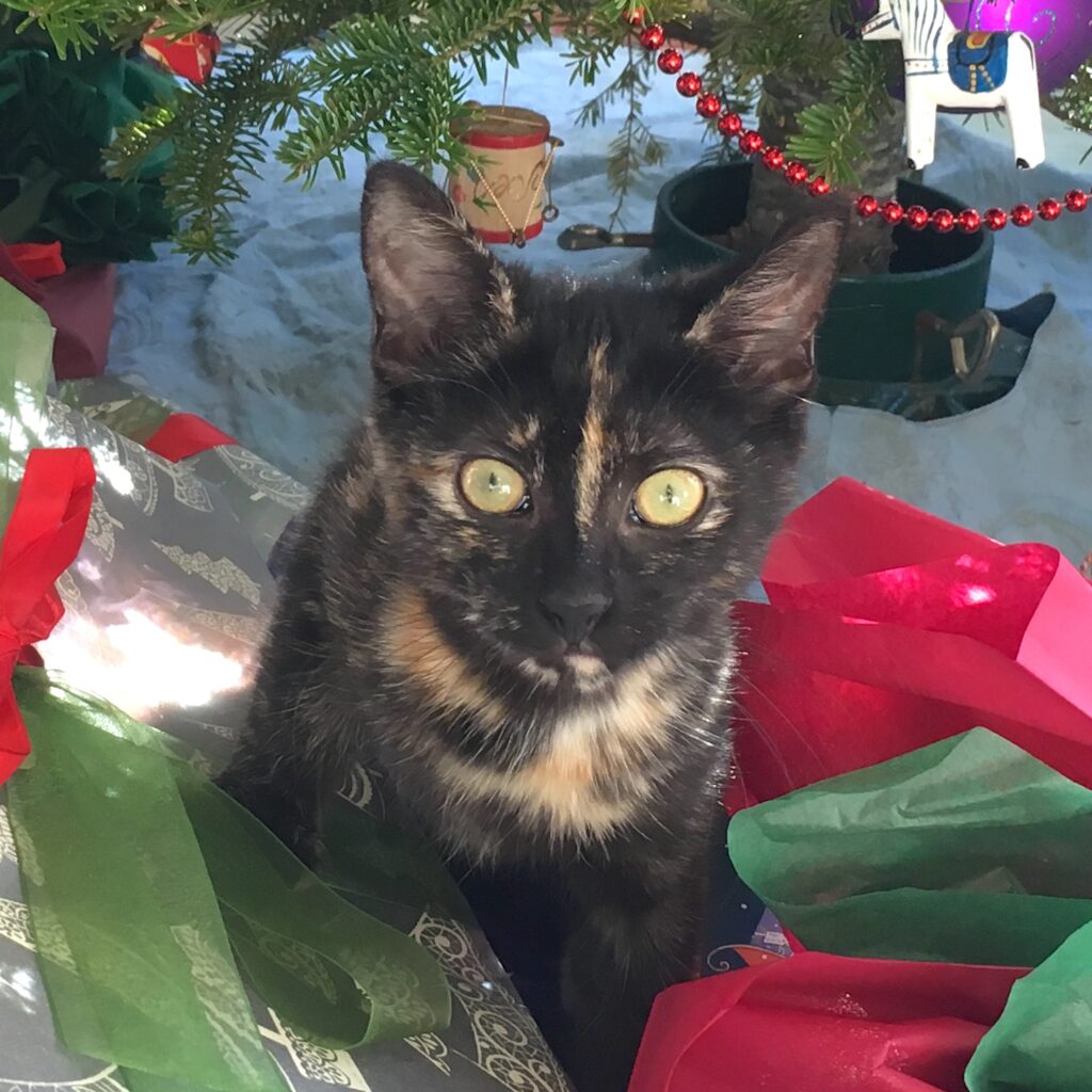 photo of a cat under a Christmas tree