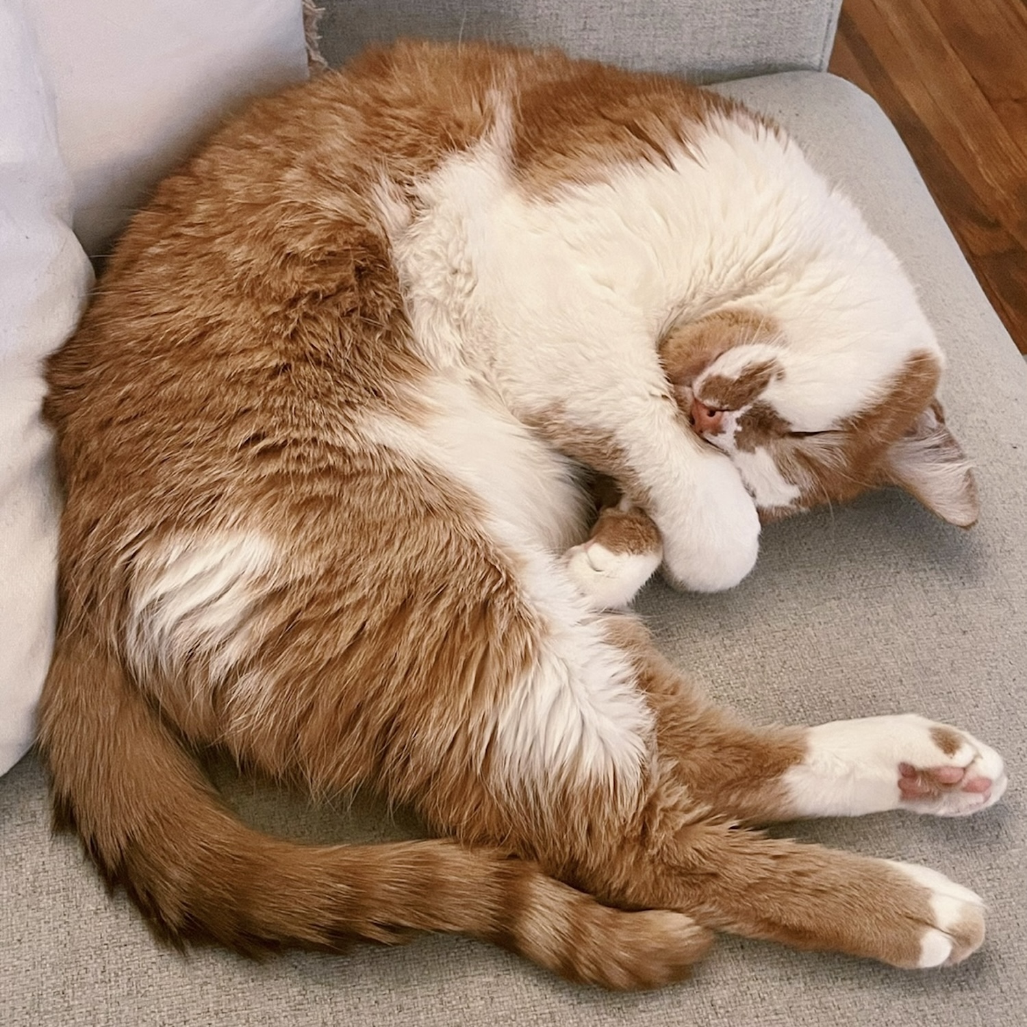 photo of an orange and white cat