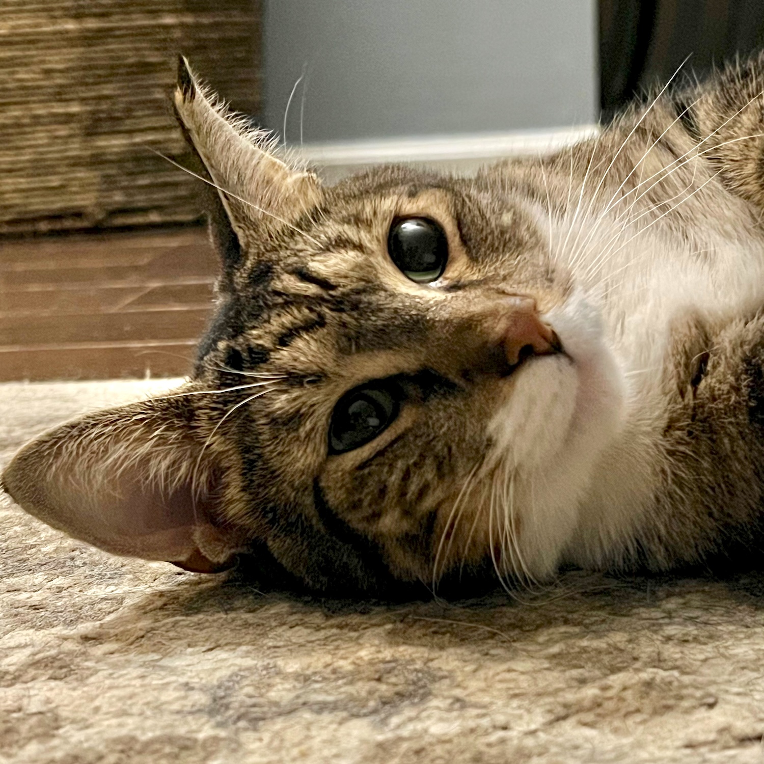 photo of a cat