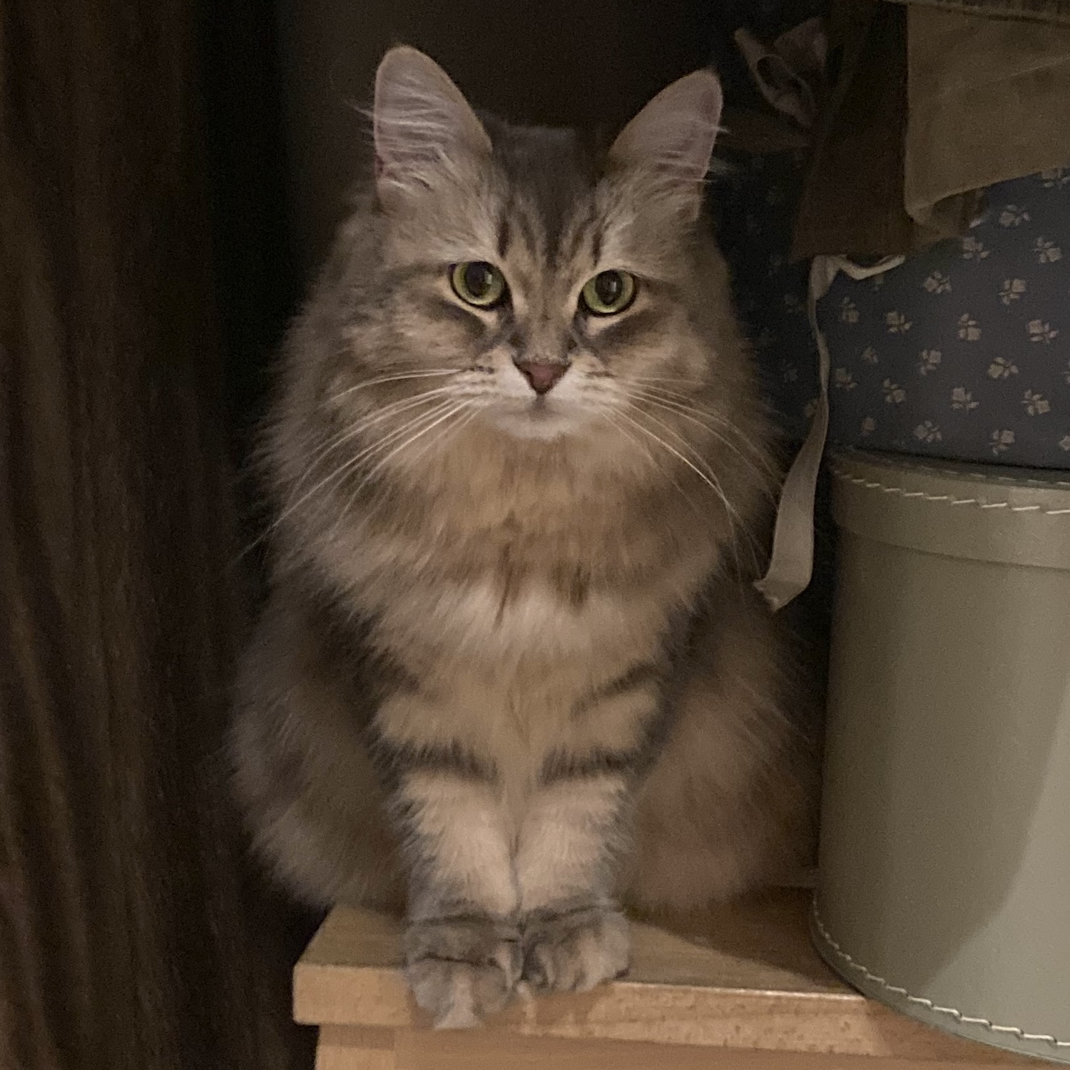 photo of a cat