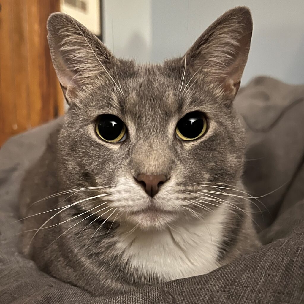 photo of a cat
