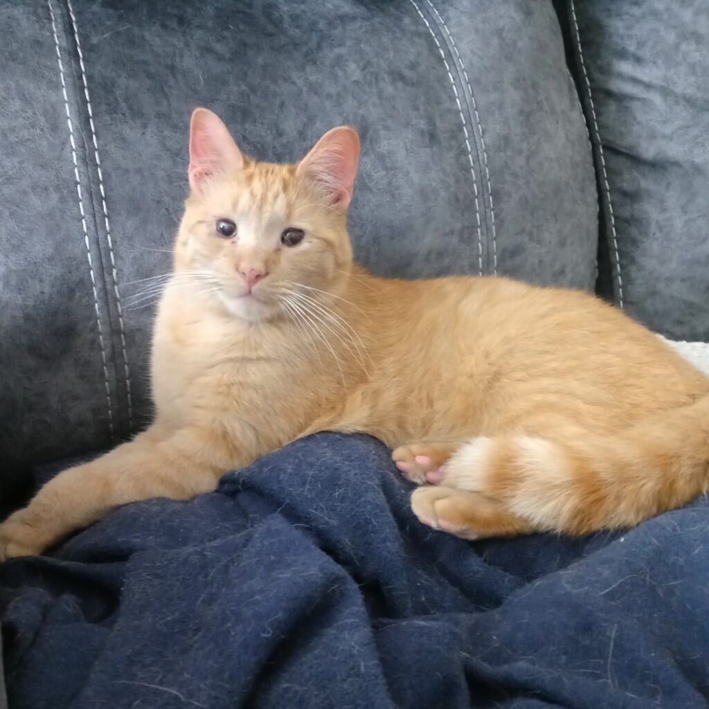 photo of an orange cat