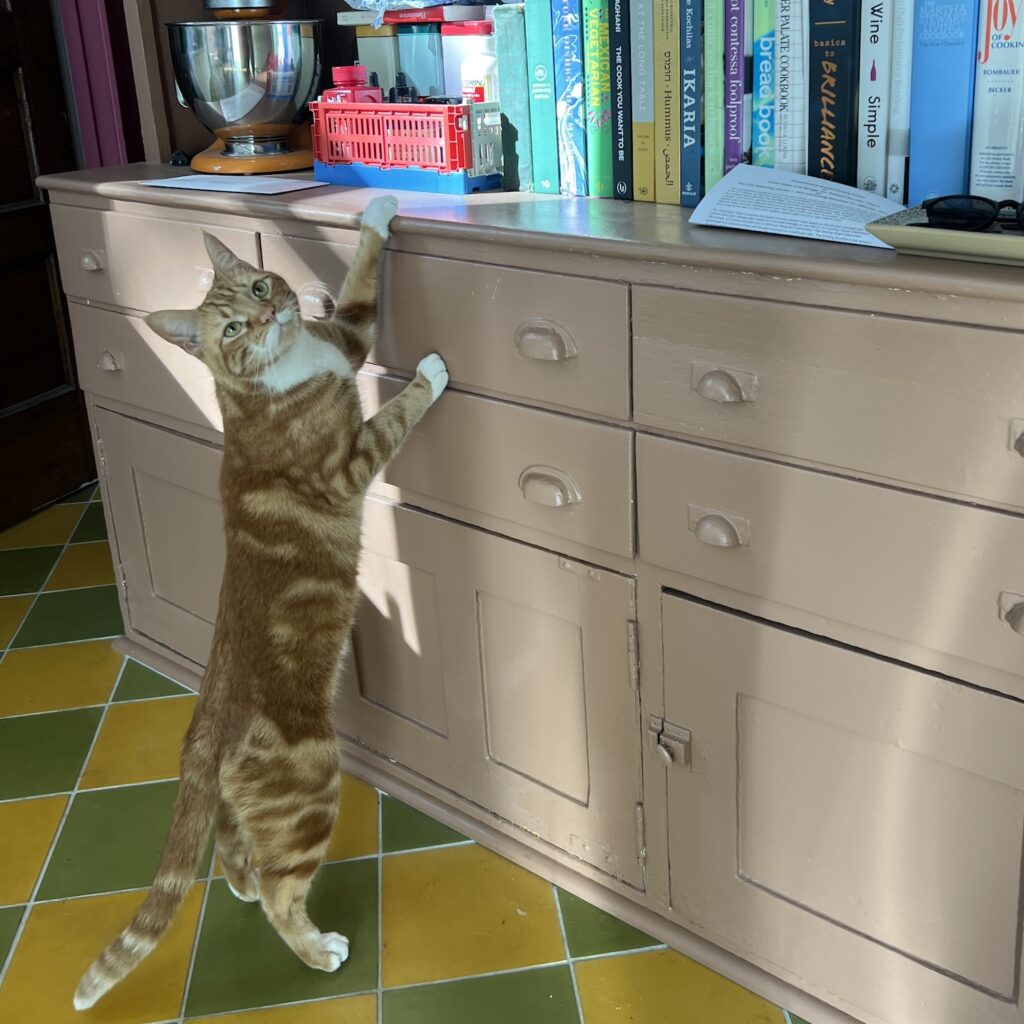 photo of a cat standing on its back paws