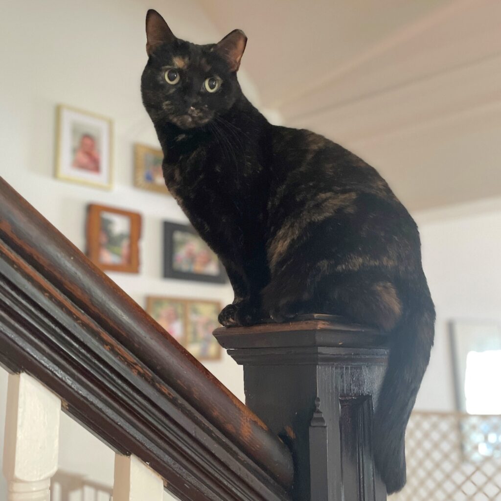 photo of a cat