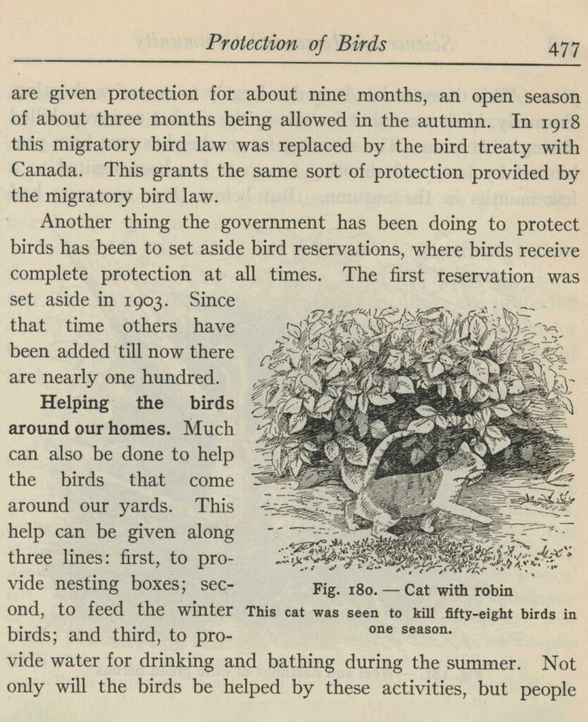 illustration of a cat chasing a robin