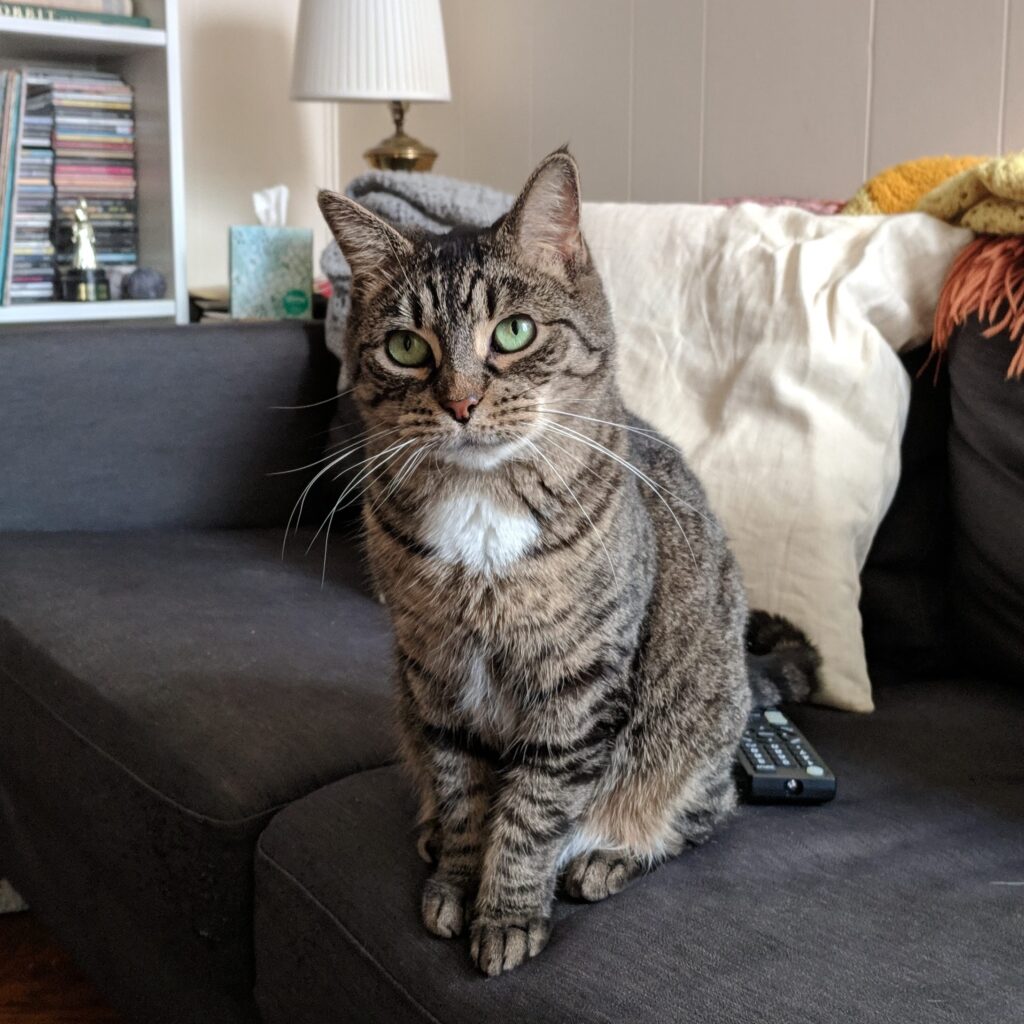 photo of a tabby cat