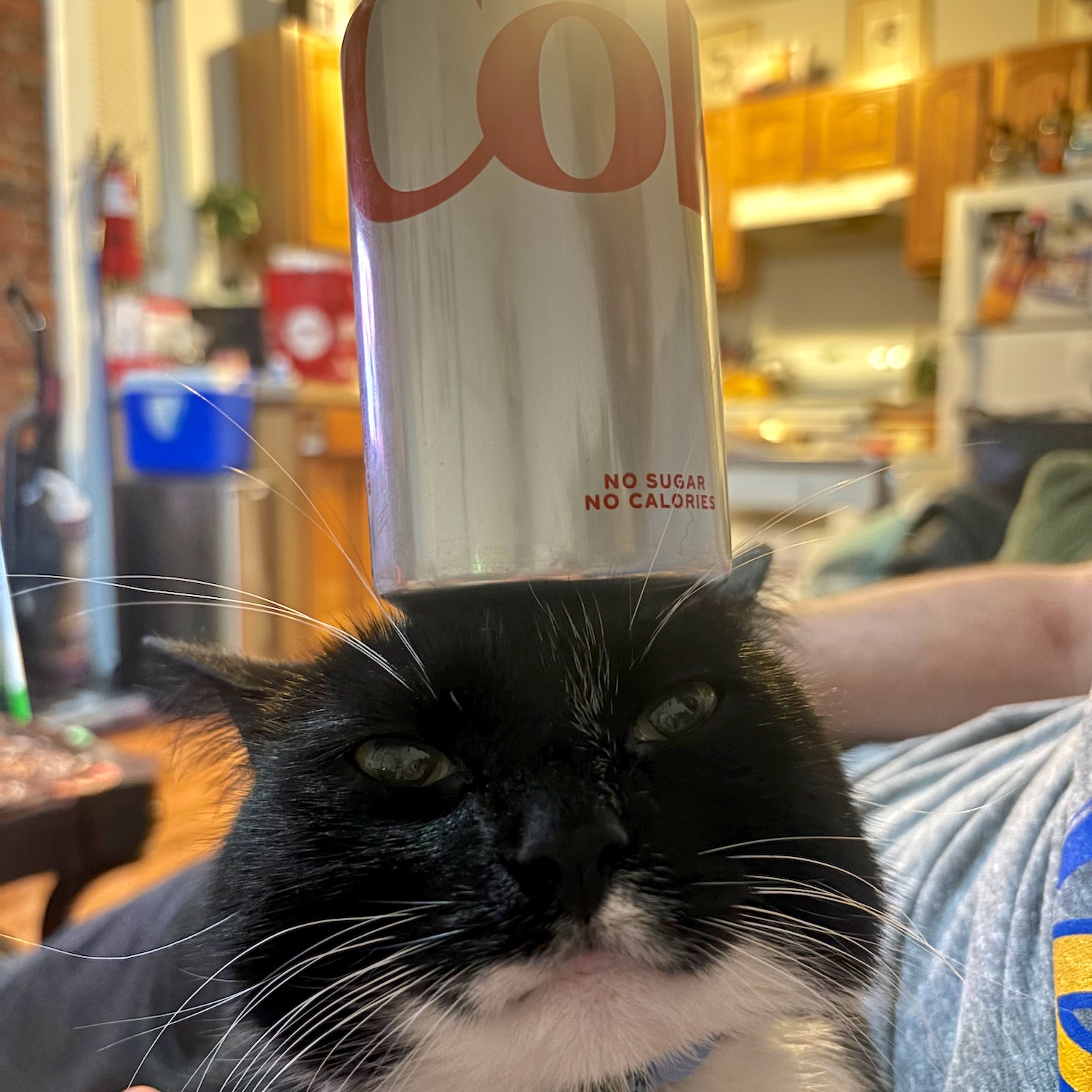 photo of a cat with a can of Diet Coke on its head