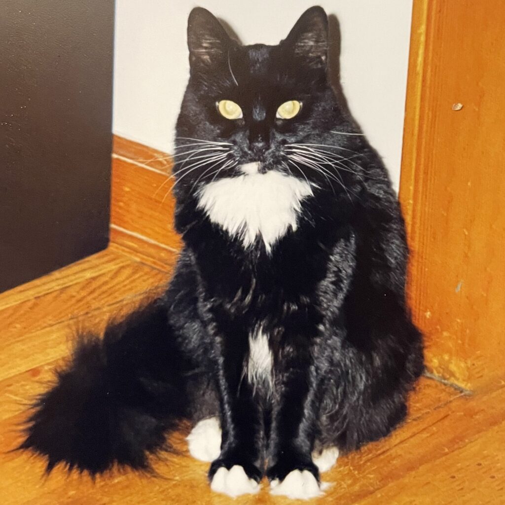 photo of a black and white cat
