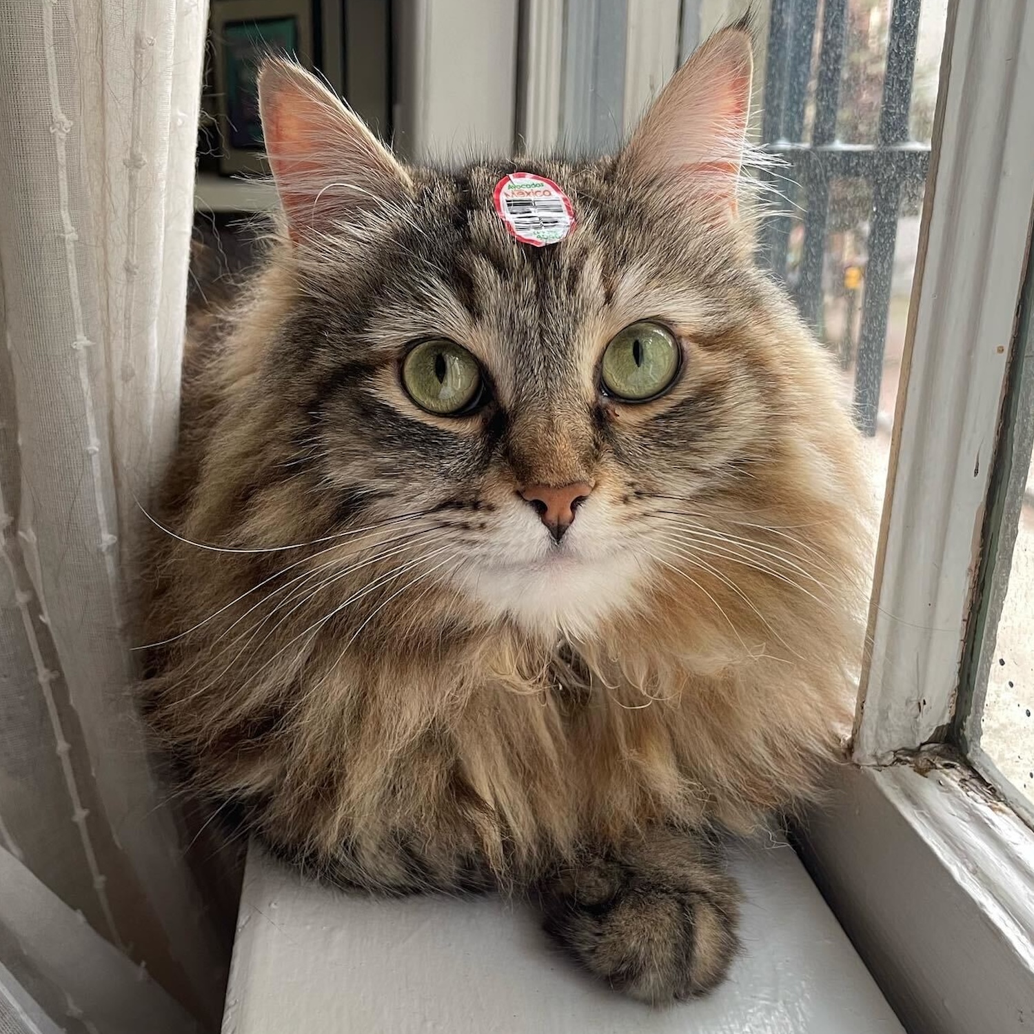photo of a cat